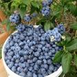 Northridge Blueberries and Chestnuts