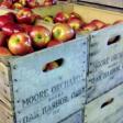 Moore Orchard