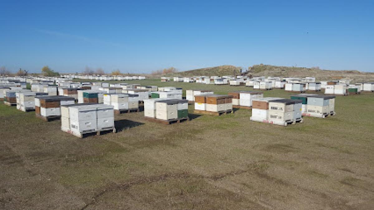 BASTIN HONEY BEE FARM, LLC
