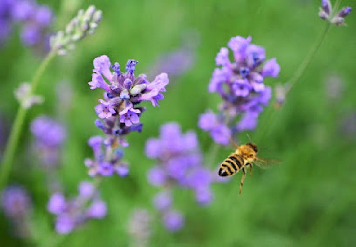Hickory Creek Lavender Farm