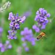 Hickory Creek Lavender Farm