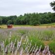 Lavender Hill Farm of Niles, Michigan