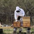 Long Island Beekeeping