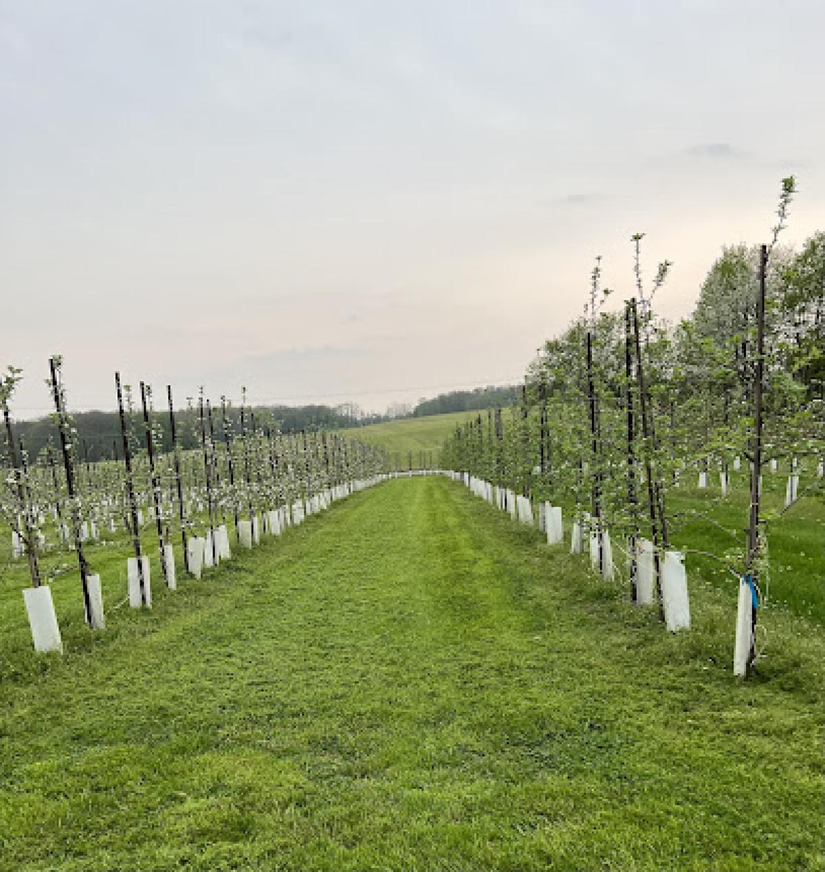 Summer Sweet Orchard