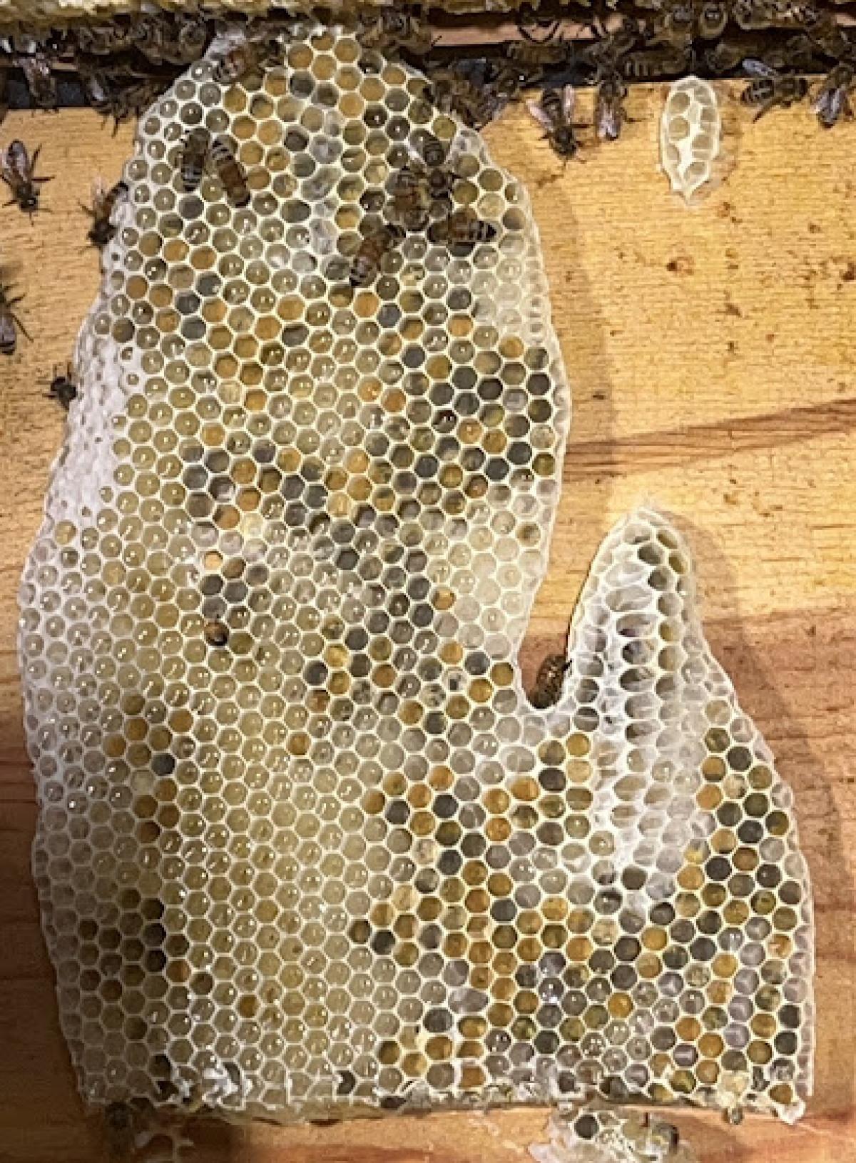 POHLCATs Miss BEE-Haven llc