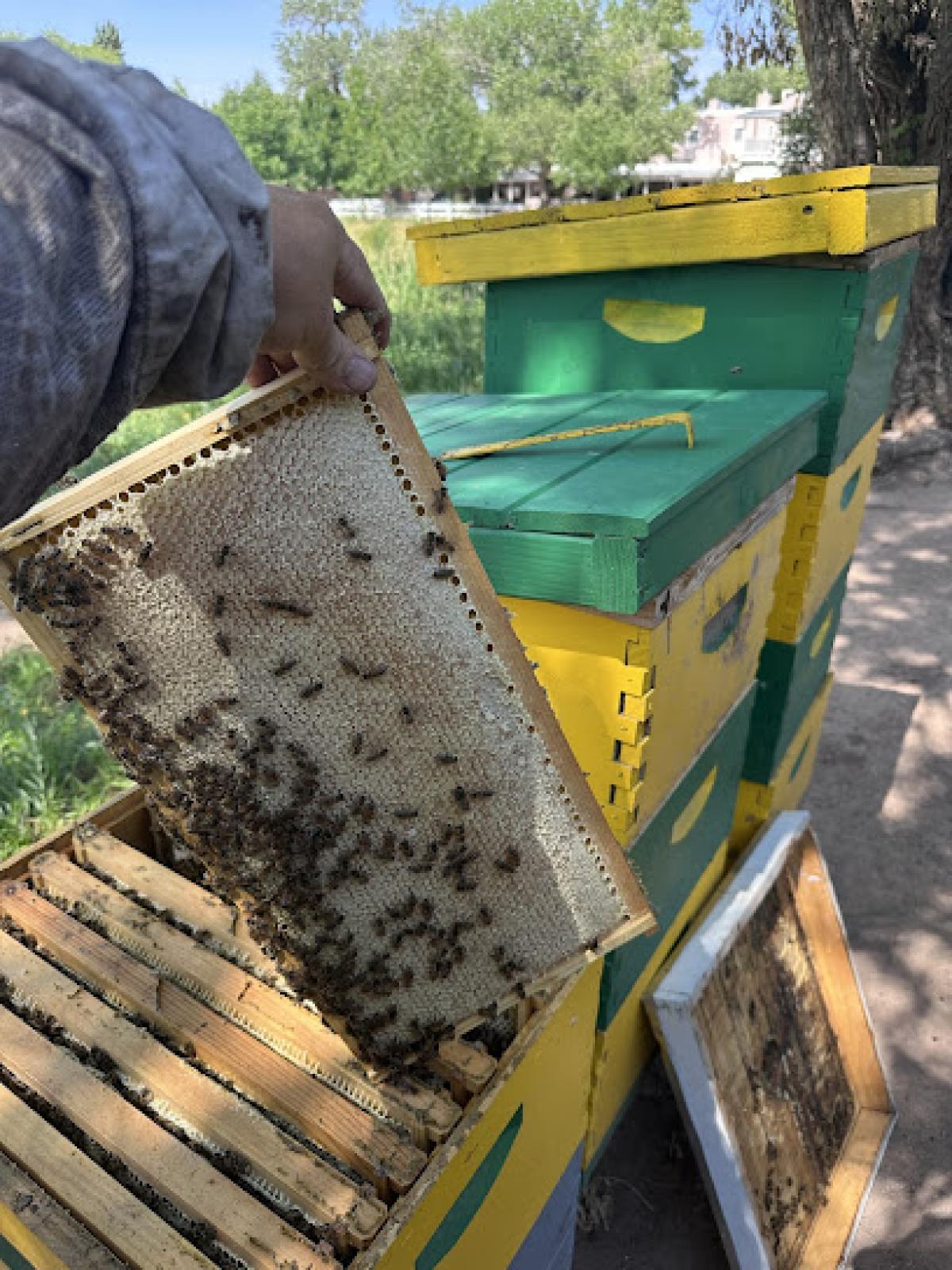 Bear Canyon Honey Co