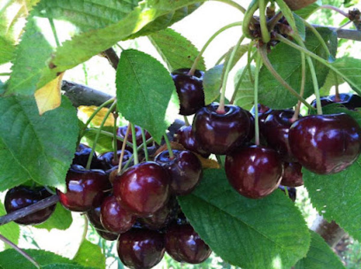 Hallstedt Homestead Cherries