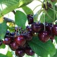 Hallstedt Homestead Cherries
