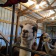 GalPaca Farm Alpacas
