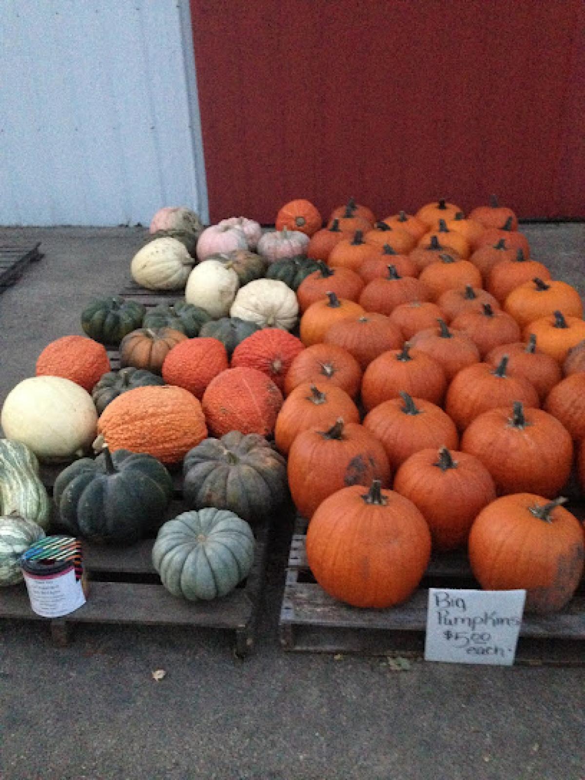 Early Bird Acres - Pumpkin Farm