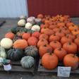 Early Bird Acres - Pumpkin Farm