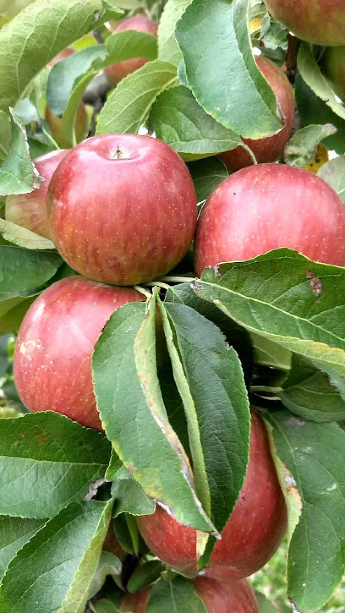 Redmond's Apple Basket Orchard