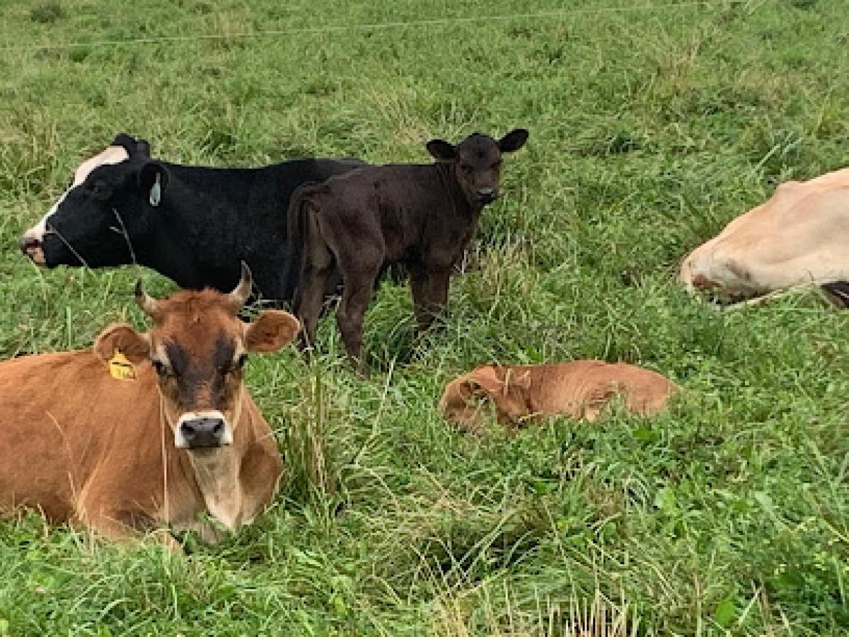 Serenity Meadows pma