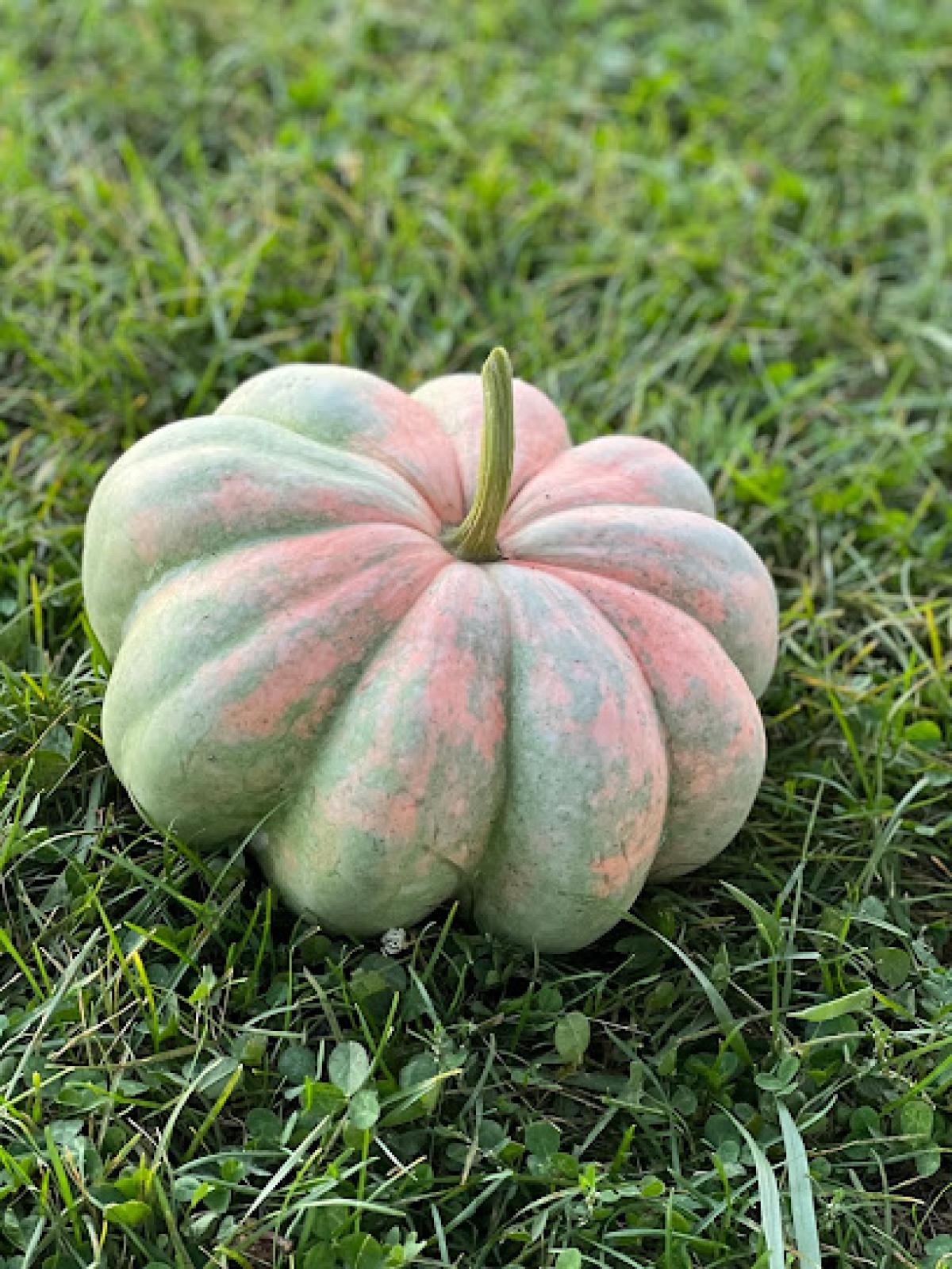 Rollin’ Hills Ranch Farm Store