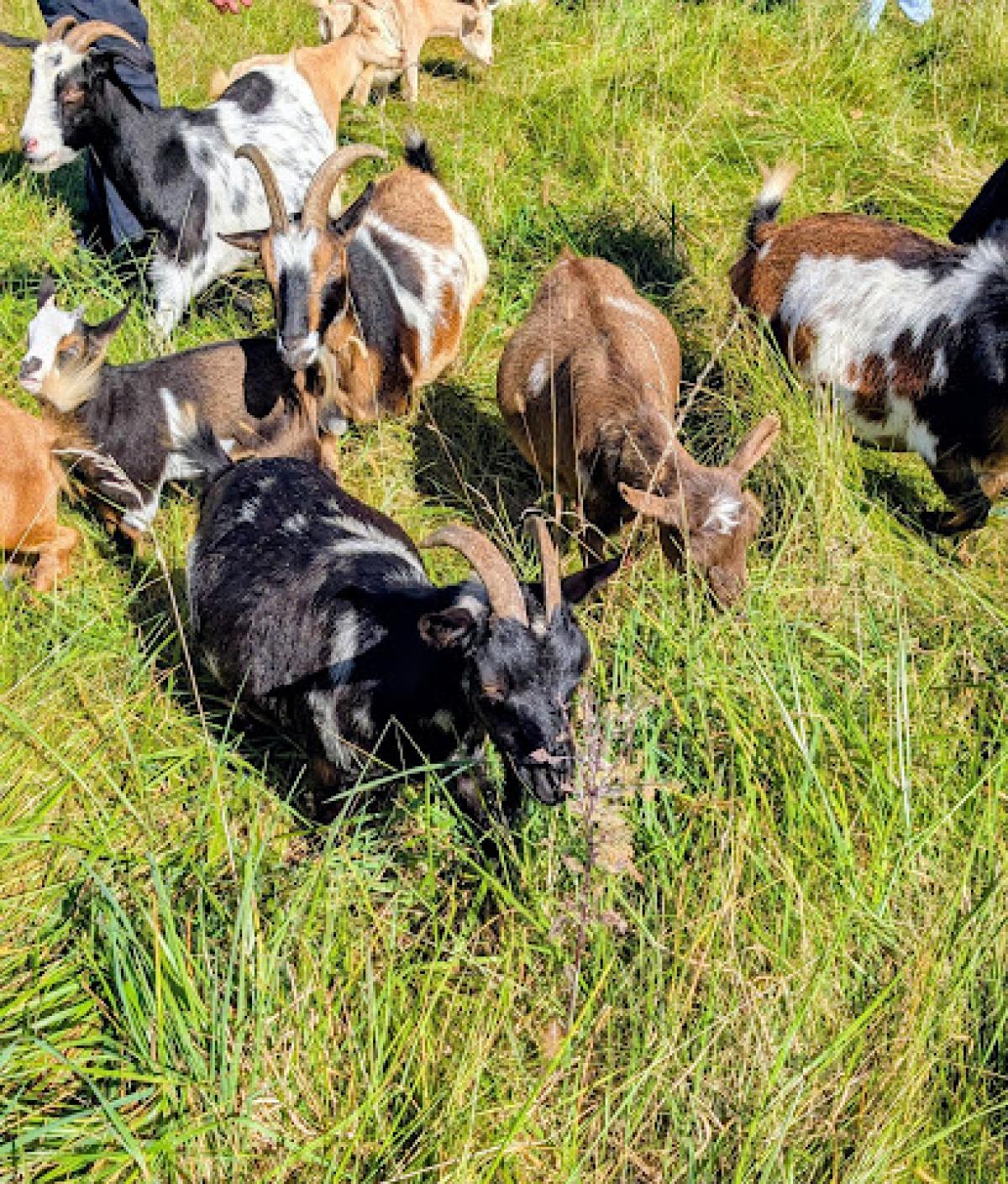 Gretta's Goats at Short Leg Farm