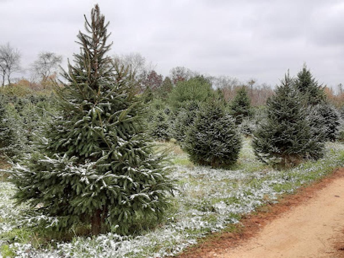 Nature's Best Christmas Trees & Honey