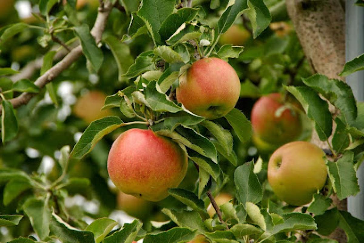 Edwards Apple Orchard