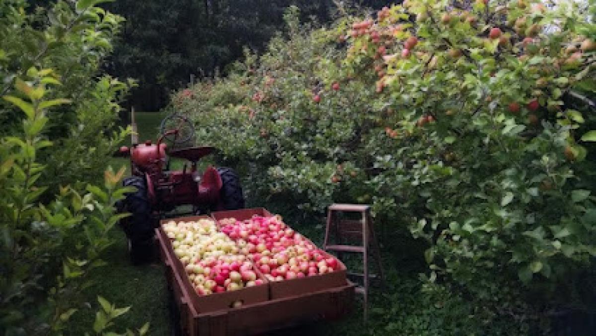 Partridge Point Orchard