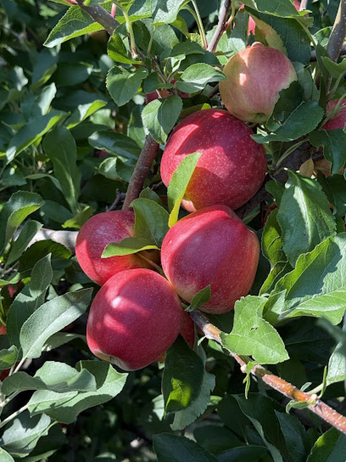 Liberty Apple Orchard