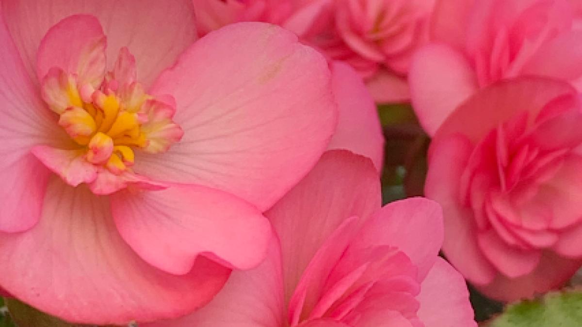 Gehmans Greenhouse & Garden Center