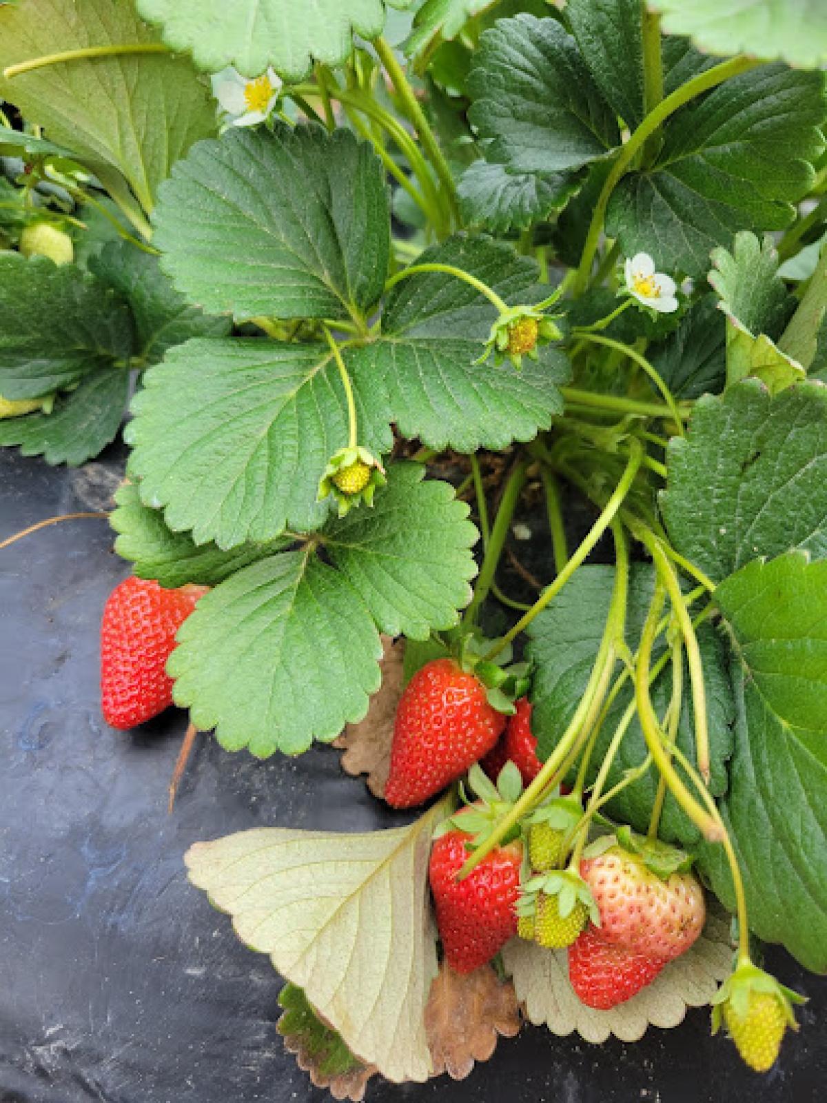 Landry Poche Strawberry Farm