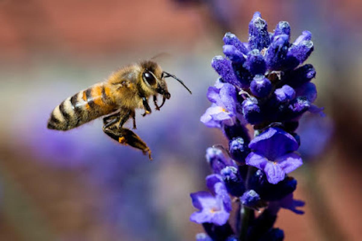 Bee Jaa Raw Honey Shoppe