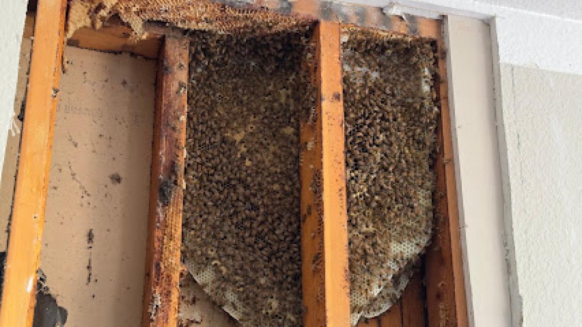 Jones Family Bee Removal