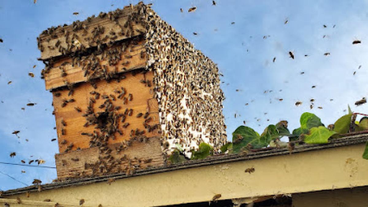 Sunshine Honey and Bee Removal