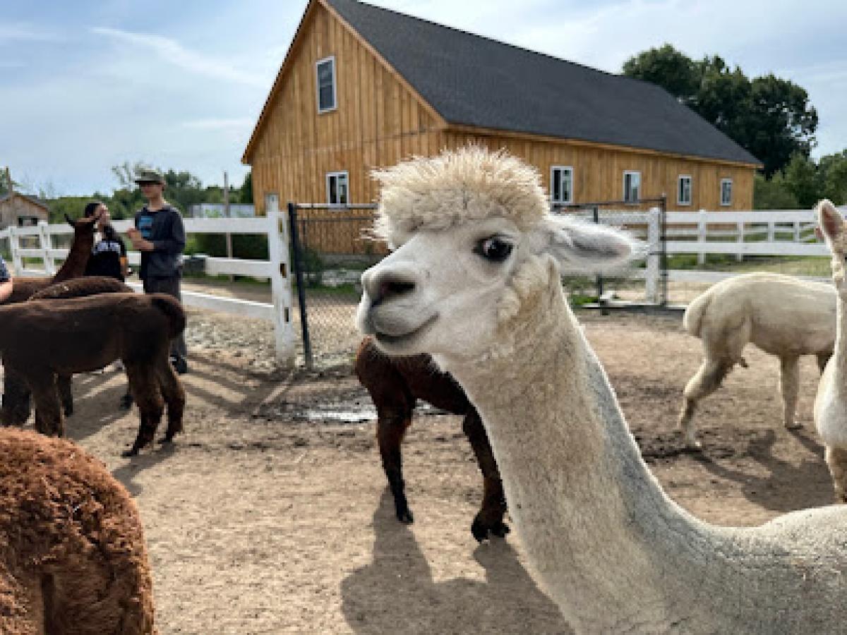 Roaring Acres Alpacas