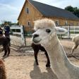 Roaring Acres Alpacas