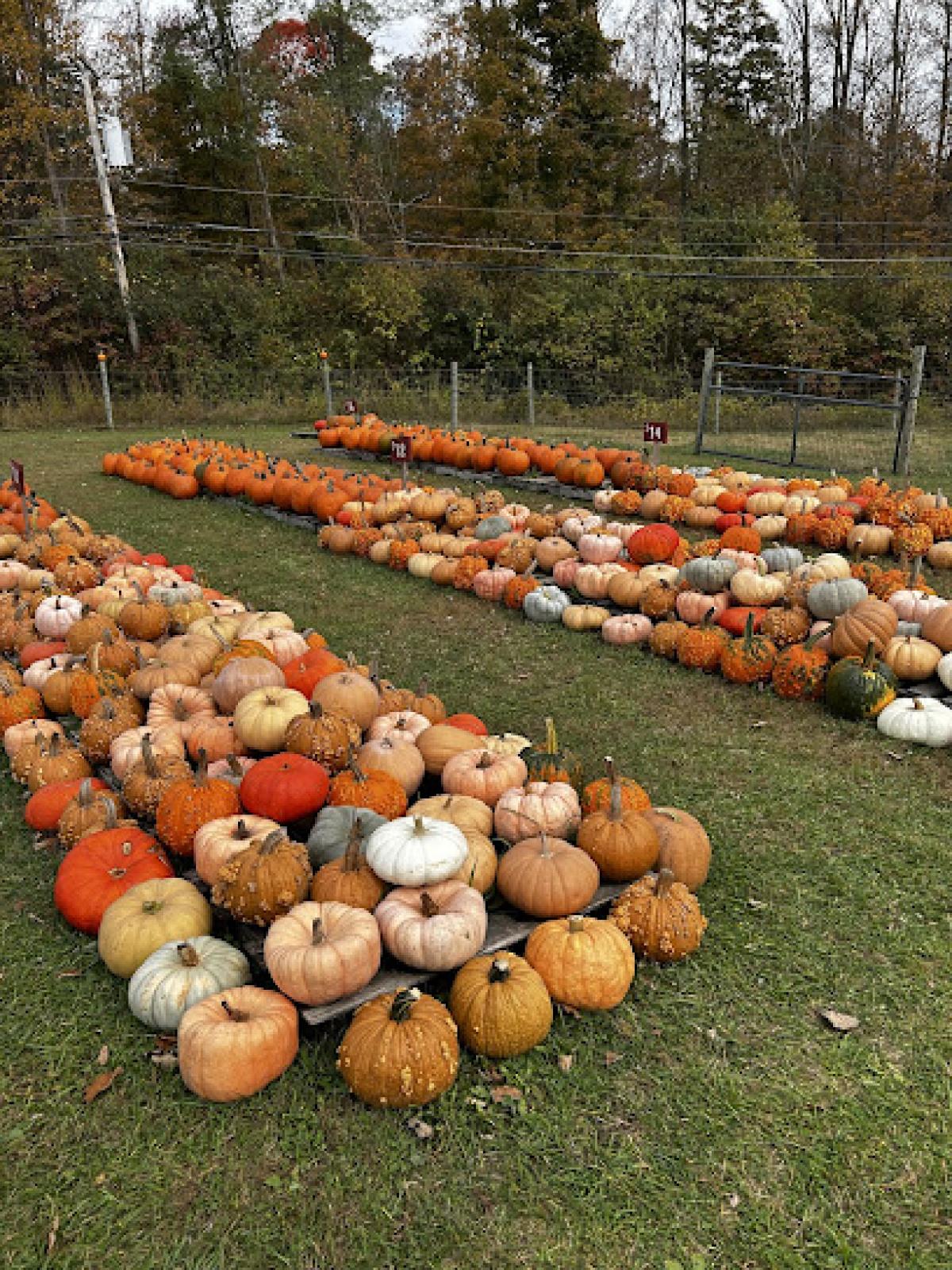 Randall Farm & Forest