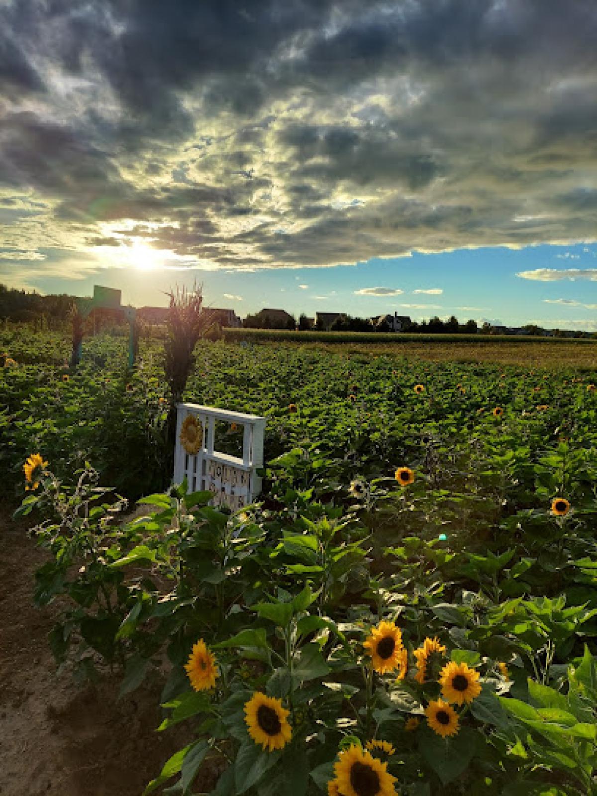 Polak’s Farm and Sunflower maze