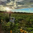 Polak’s Farm and Sunflower maze