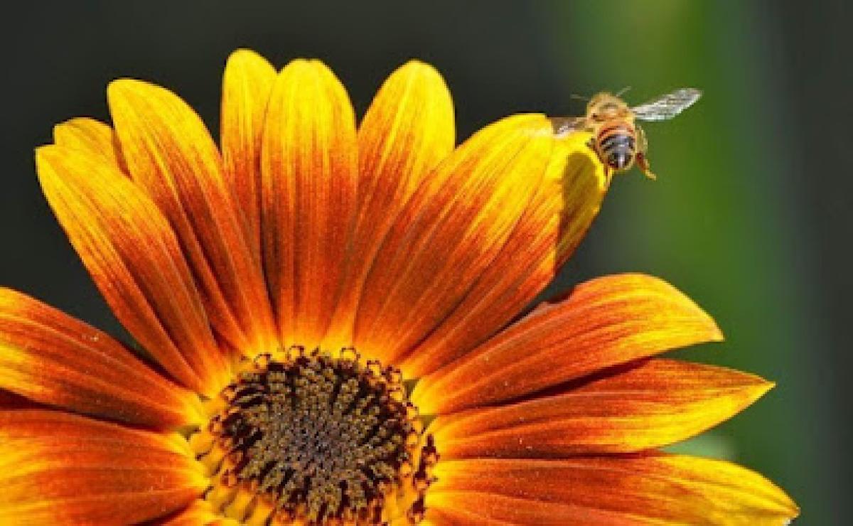 Williams Honey Company