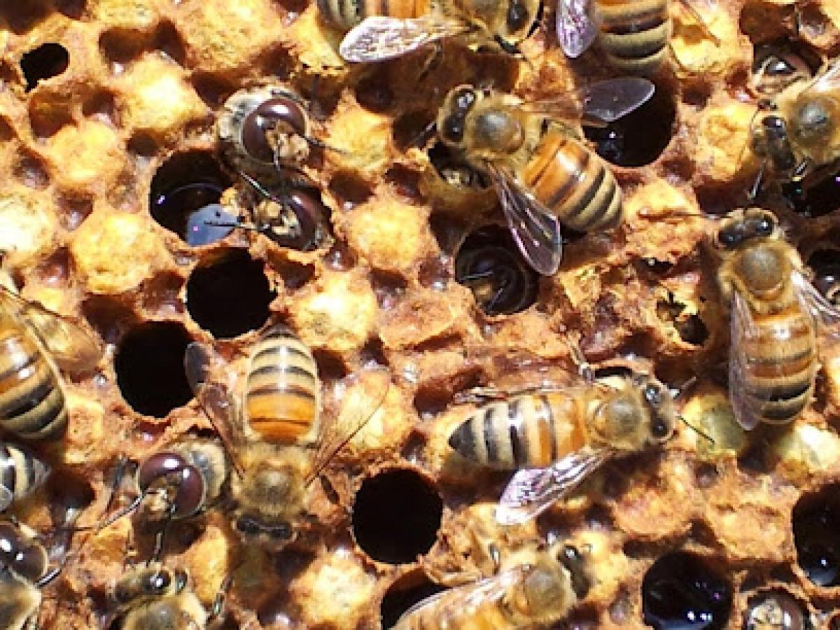 Dancing Bees Honey Farm