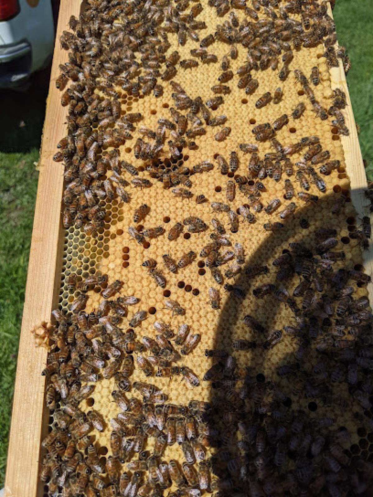 Honeybee Haven Farms