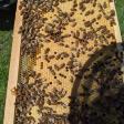 Honeybee Haven Farms