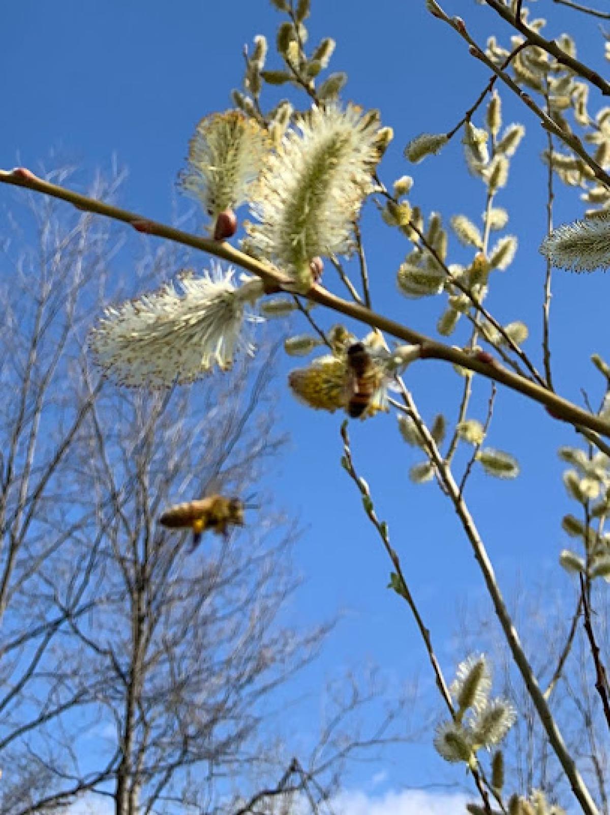 Catskill Mtn’s Organic Honey Hut