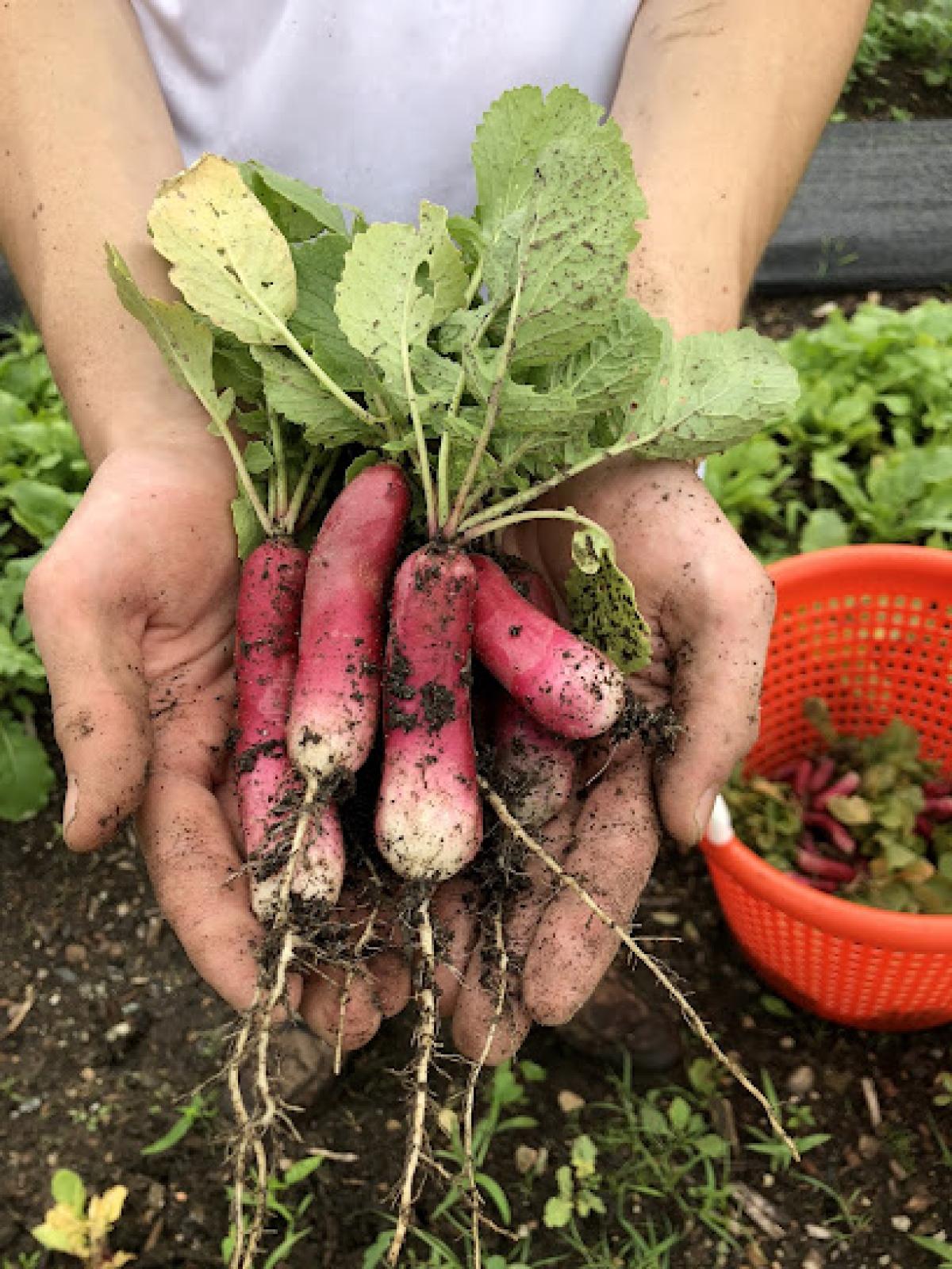 Versailles Farms LLC