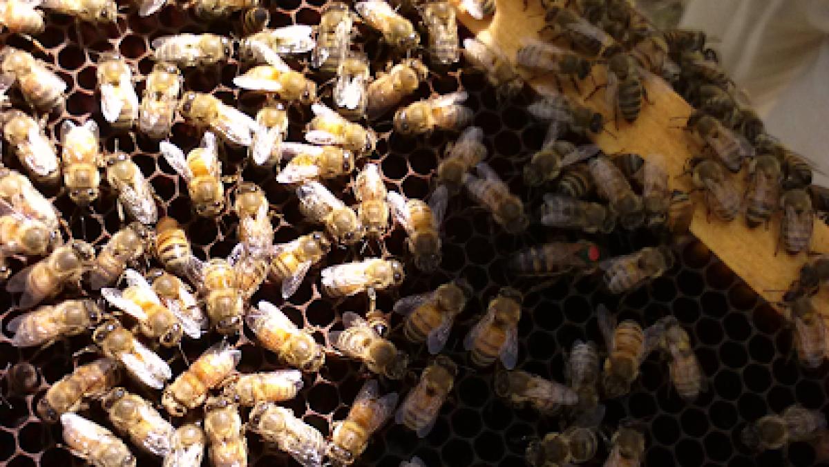 Another Season Honey Farm