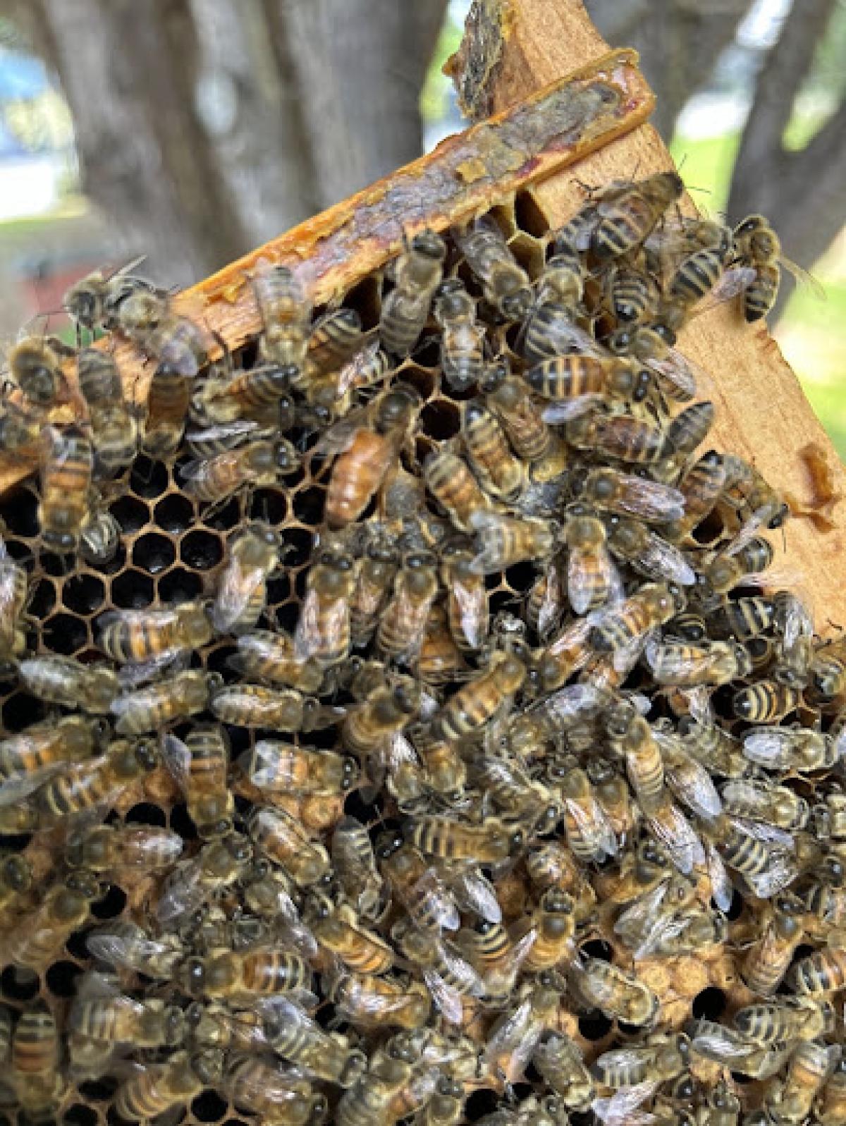 Yellow House Honey Hives