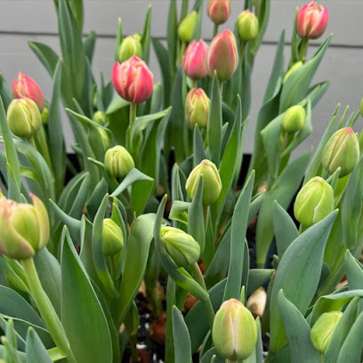 Staunton Winter Market