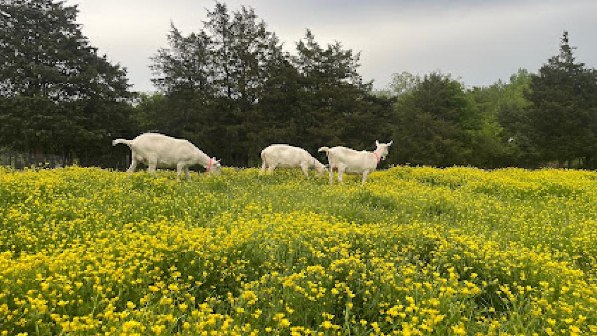 CremAree Goat Farm and Dairy