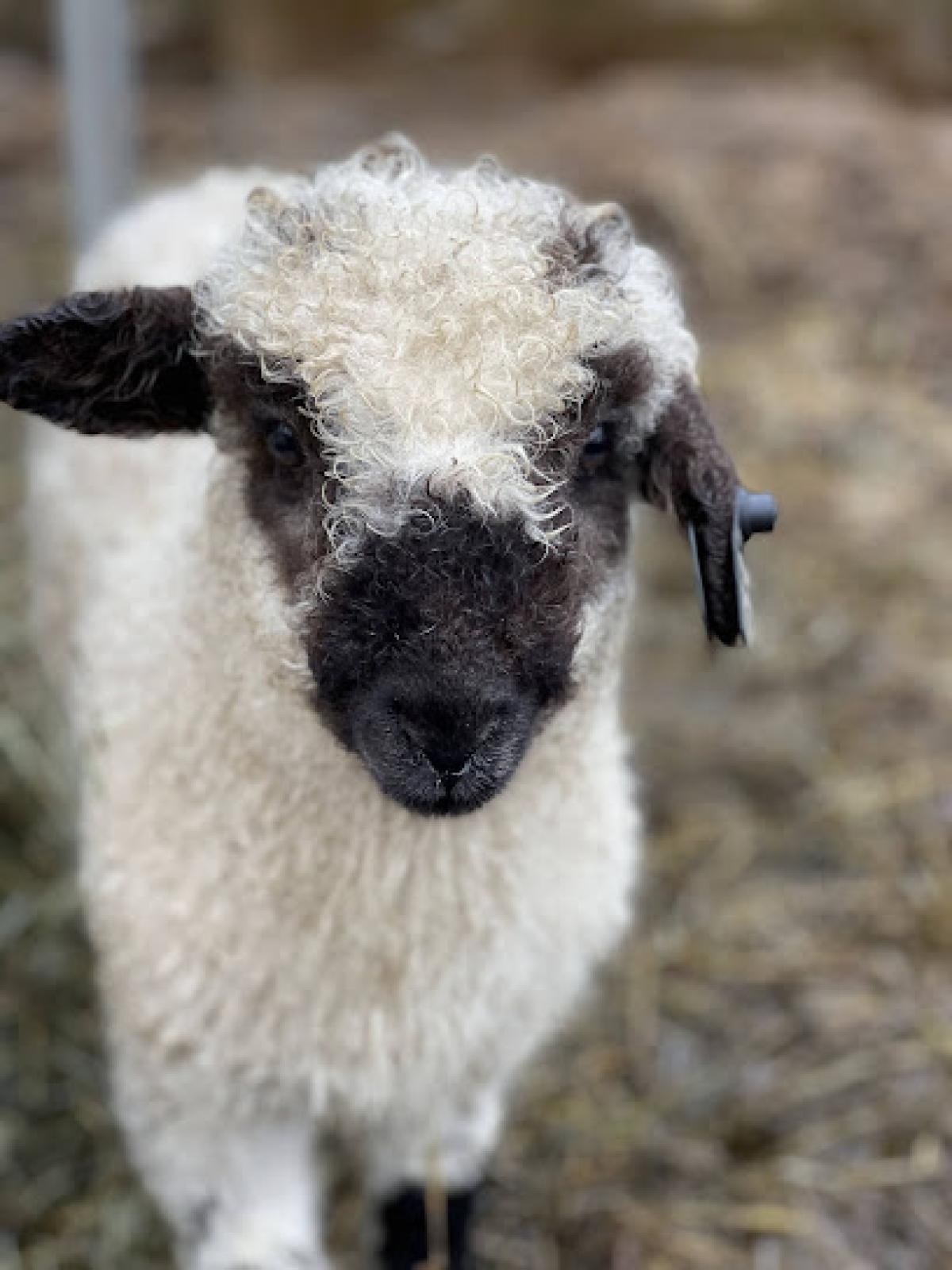 Wing & A Prayer Farm