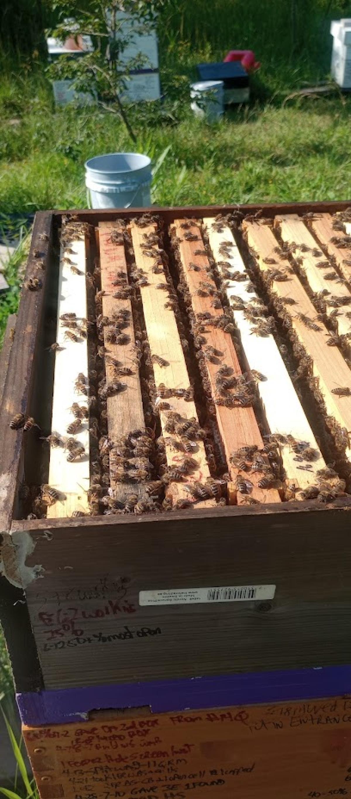 Philville honey bees