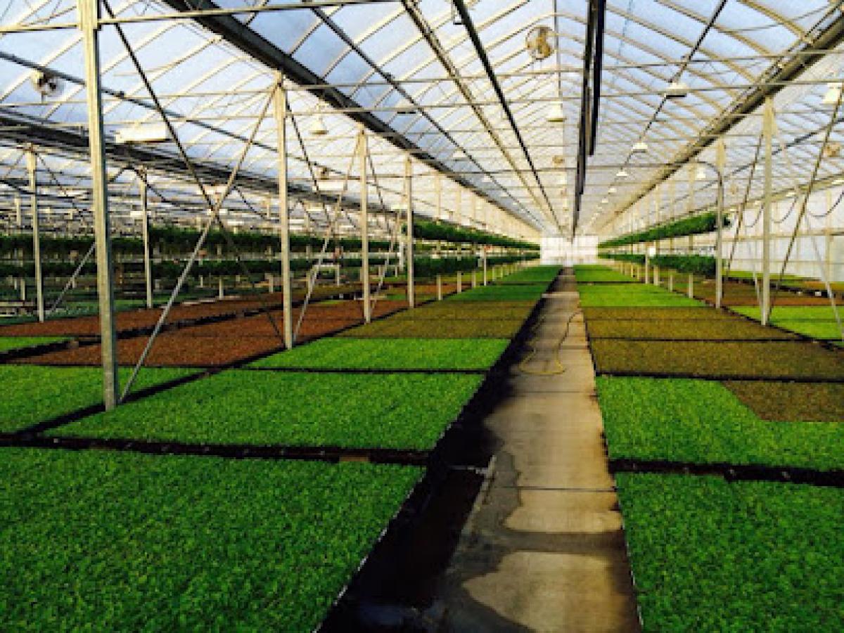 Bob's Market and Greenhouses, Inc. - Mason Store