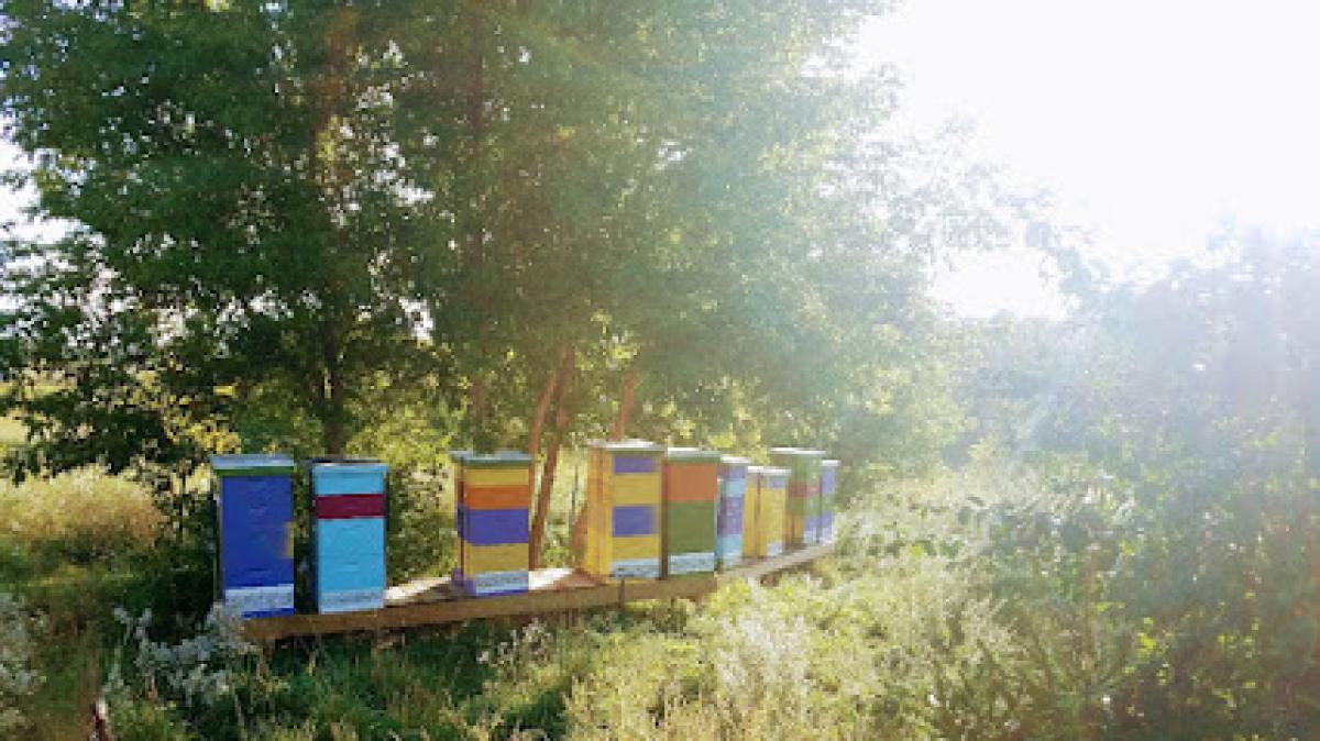 Apple Grove Apiary LLC
