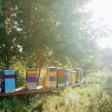 Apple Grove Apiary LLC