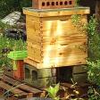 Queen Bee Honey Farm LLC