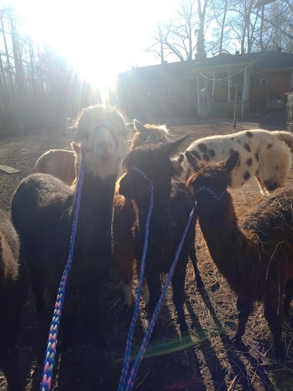 Queen D's Farm and Bees